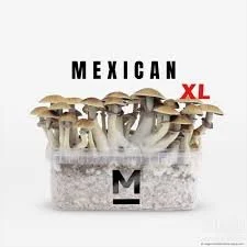 Mondo Grow Kit Mexican